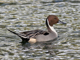 IMG_5091 Northern Pintail male.jpg