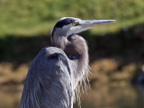 IMG_4936 Great Blue Heron.jpg