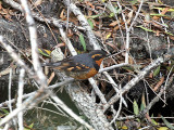 IMG_3751 Varied Thrush.jpg