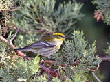 IMG_6146 Townsends Warbler.jpg