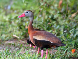 IMG_0626 Whistling Duck.jpg