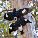 IMG_0475a Acorn Woodpeckers.jpg