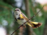 IMG_8107 American Redstart.jpg