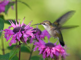IMG_9561 Ruby-throated Hummingbird.jpg