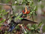 IMG_3357 Broad-billed Hummingbird.jpg