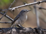 IMG_4431a Black-capped Gnatcatcher.jpg