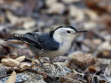 IMG_9627 White-breasted Nuthatch.jpg