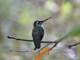 IMG_9364 Magnificent Hummingbird.jpg