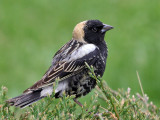 IMG_7156 Bobolink.jpg