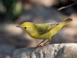 IMG_6668 Yellow Warbler female.jpg