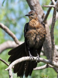 IMG_6542 Great-tailed Grackle.jpg