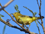 IMG_6383 Yellow  Warbler.jpg