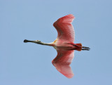 IMG_0259 Roseate Spoonbill.jpg