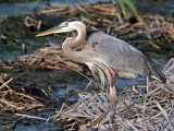 IMG_5451 Great Blue Heron.jpg