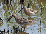 IMG_5162 Short-billed Dowitcher.jpg