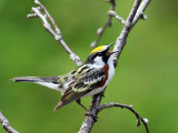 IMG_8679a Chestnut-sided Warbler.jpg