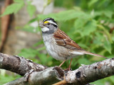IMG_8617 White-throated Sparrow.jpg
