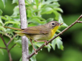 IMG_9068 Common Yellowthroat.jpg