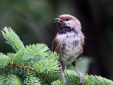 IMG_9666 Boreal Chickadee.jpg