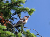 IMG_0043 Bay-breasted Warbler.jpg