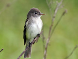 IMG_0588 Alder Flycatcher.jpg