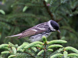 IMG_9620 Blackpoll Warbler.jpg