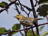 IMG_2752 Blackpoll Warbler.jpg