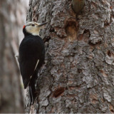 IMG_4003b White-headed Woodpecker - male.jpg