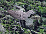 IMG_2445a Willet.jpg