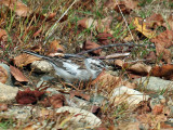 IMG_2393a Leucistic Chipping Sparrow.jpg