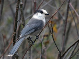 IMG_4152c Gray Jay.jpg