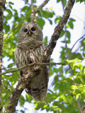 IMG_9391 Barred Owl.jpg