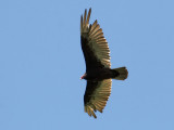IMG_0125 Turkey Vulture.jpg