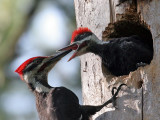 IMG_0401a Pileated Woodpeckers - males.jpg