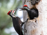 IMG_0624 Pileated Woodpeckers.jpg