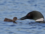 IMG_2108b Common Loon.jpg