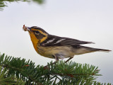 IMG_3469 Blackburnian Warbler.jpg