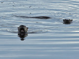 IMG_5899 River Otters .jpg