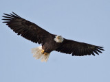 IMG_6845 Bald Eagle.jpg