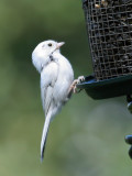 IMG_7243 Leucistic Black-capped Chickadee.jpg