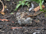 IMG_7102a Song Sparrow juvenile.jpg