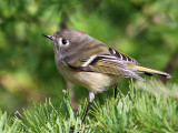 IMG_8788 Ruby-crowned Kinglet.jpg