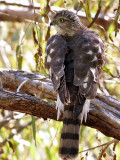 IMG_9829a Sharp-shinned Hawk.jpg