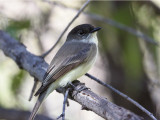 C-IMG_1815c Eastern Phoebe.jpg