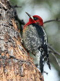 IMG_2360b Red-breasted Sapsucker.jpg