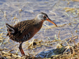 IMG_5365 Virginia Rail.jpg