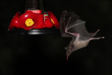 IMG_2684b Nectar Bat.jpg