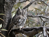 IMG_0343 Western Screech-Owl.jpg