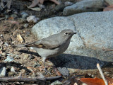 IMG_0357 Townsends Solitaire.jpg