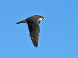 IMG_0438 Peregrine Falcon.jpg